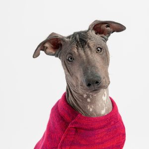 Mia Dog Sweater – Cozy Red Knit Pullover with Poop Bag Dispenser - 2XL