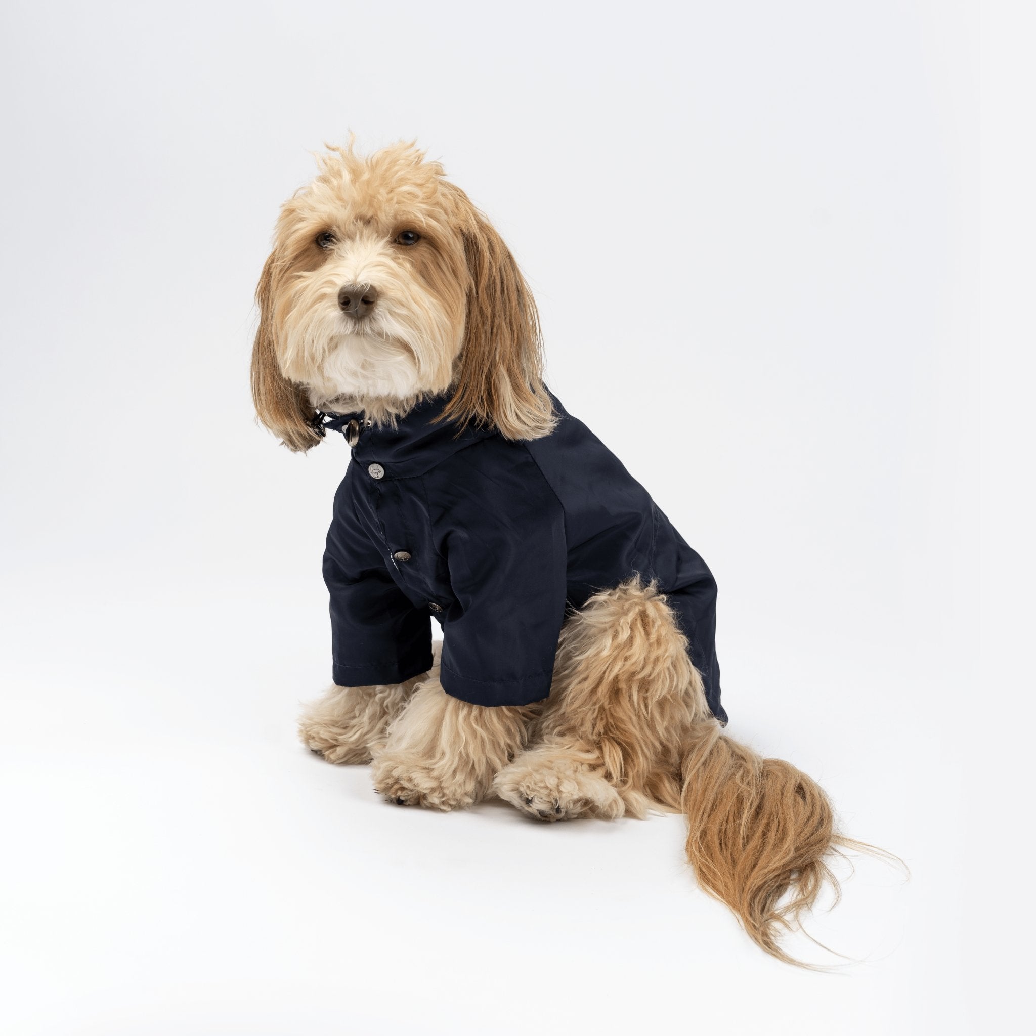 jean-paul-dog-raincoat-944590