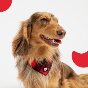Red Plaid Poplin Dog Harness – Adjustable, Secure & Stylish - L