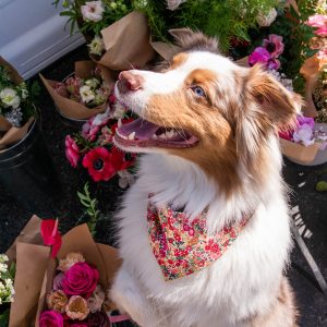 FLORAL BANDANA - Red Floral, M